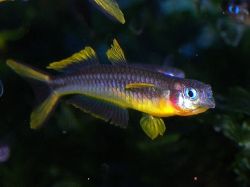 Попондетта фурката (Pseudomugil furcatus, Popondetta furcata)